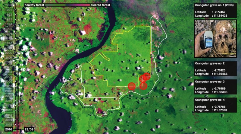 Forensic Architecture: Ecocide in Indonesia. The expansion of plantations into forests in Indonesia has led to the killing of orangutans and the destruction of their habitats. This map shows the location of five orangtuan grave sites around the Bumi Langg