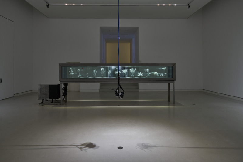 Installation view: Daniel Steegmann Mangrané: Phantom (kingdom of all the animals and all the beasts is my name), 2014-2015; Julian Charrière: Tropisme, 2015